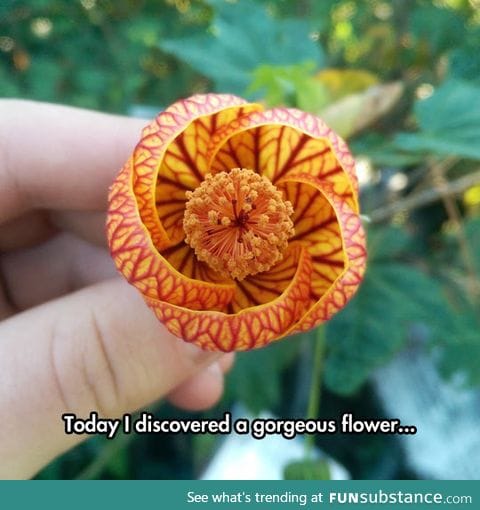 The beautiful abutilon flower