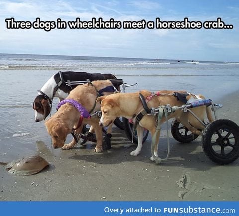 Curious dogs in wheelchairs