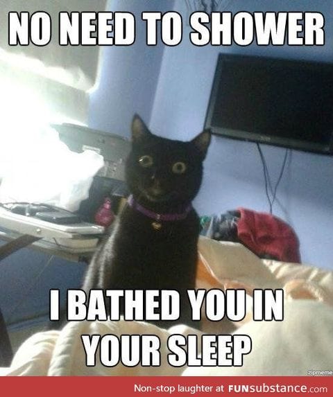 Overly attached cat