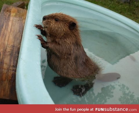 So this is what a baby beaver looks like