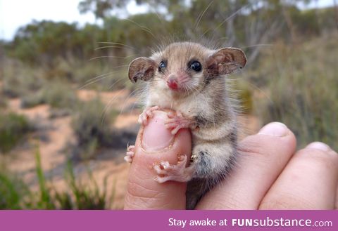 Clutching tightly on to a finger. Cute little western pygmy possum