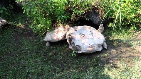 Tortoise gives a helping hand to his upside down friend