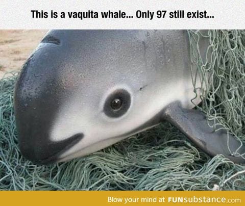 Vaquita means Little Cow In Spanish
