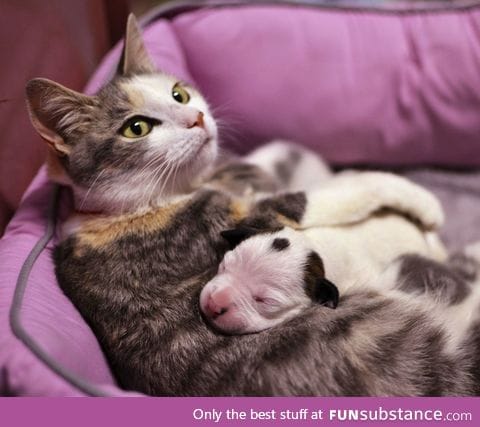 Mama cat nursing a one-week-old pit bull