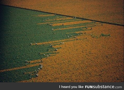 Harvesting marigold flowers