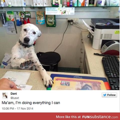 Customer Service Dog