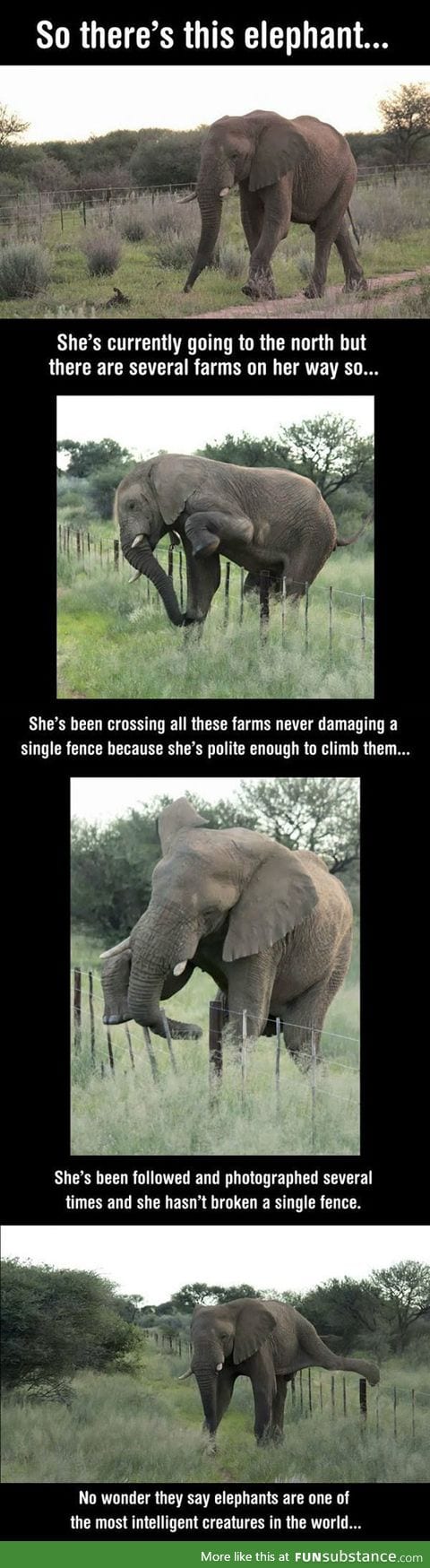 Good guy elephant