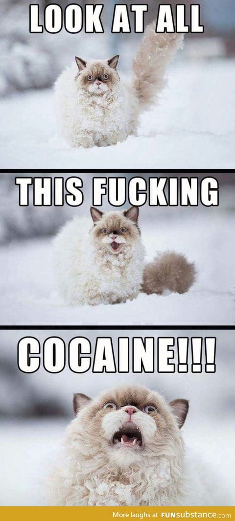 That cat sure loves snow