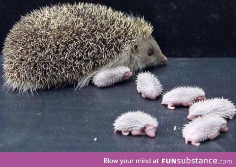 Hedgehog babies, ladies and gentlemen