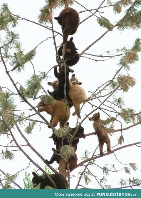 This tree is looking pretty bear