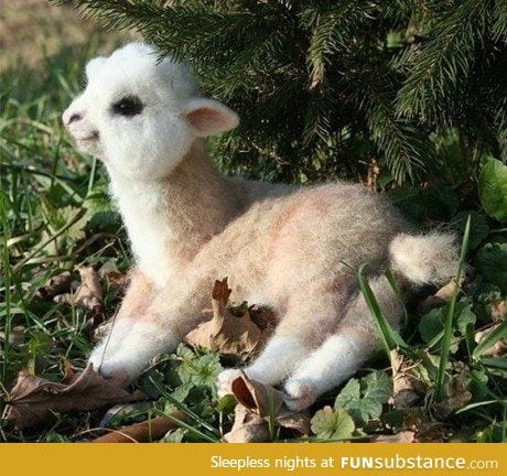 No, sirs and madams, THIS is a baby alpaca