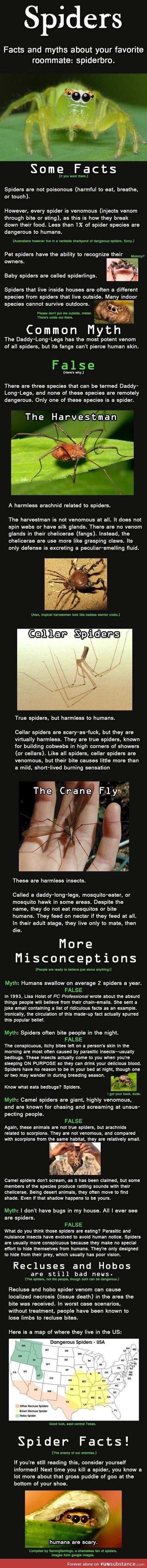 All The Spider Facts You Need To Know