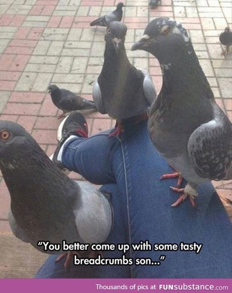 Gangster pigeon