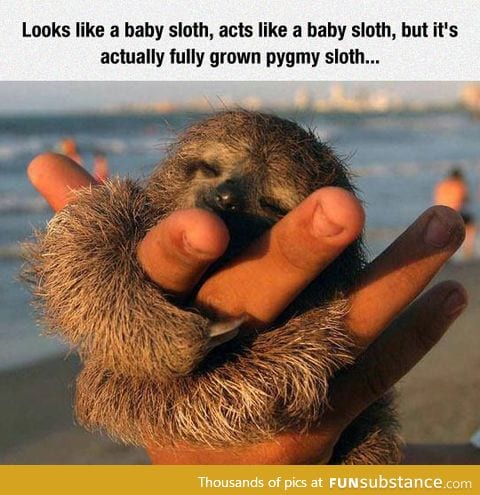 Pygmy sloth is a huger