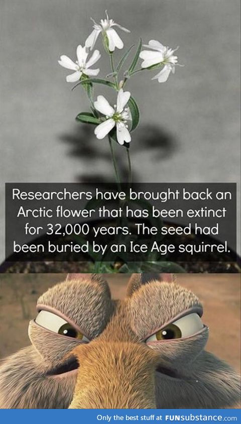 Thank you, ice age squirrel