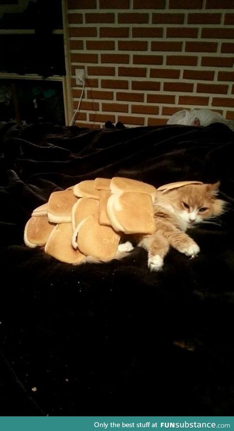 Inbred cat