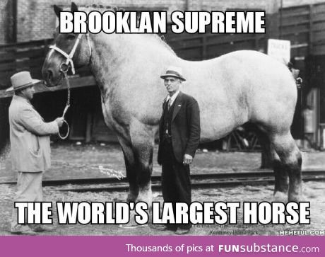 He was around 6600lb and 6foot 6inches (172 bananas)