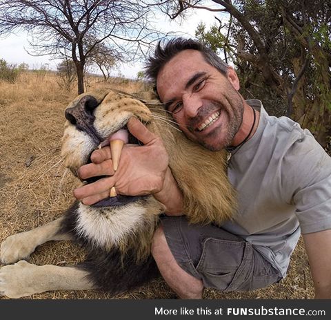 Lion teeth are huge