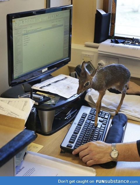 And you thought a cat walking on your keyboard was bothersome