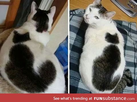 This cat has a cat on it!