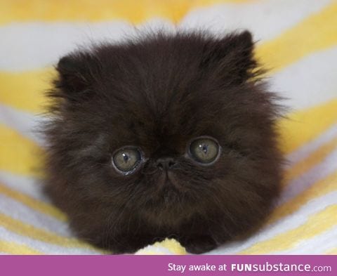 Baby picture of a Persian cat