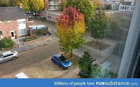 This tree is divided in 3 colors, as a traffic light