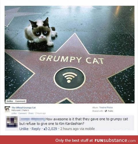 Grumpy Cat gets a star