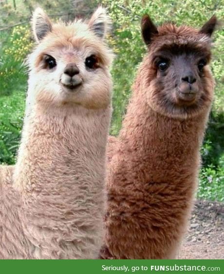 Who said alpacas can't be cute