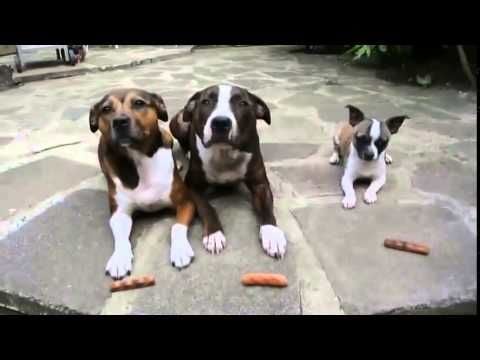 Dogs prayer before eat so funny.