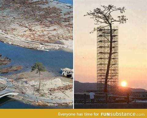 The only tree that survived the tsunami in Japan between 70,000 trees. Today protected