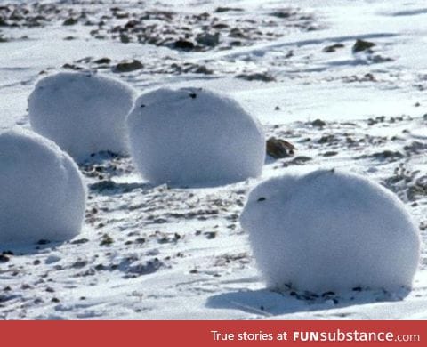 Snug arctic bunnies