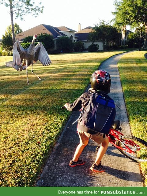 Birds can be f*cking terrifying