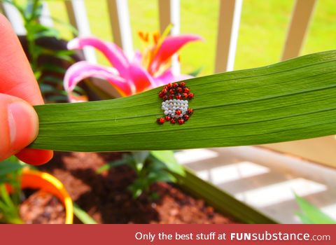 Hatching baby ladybugs