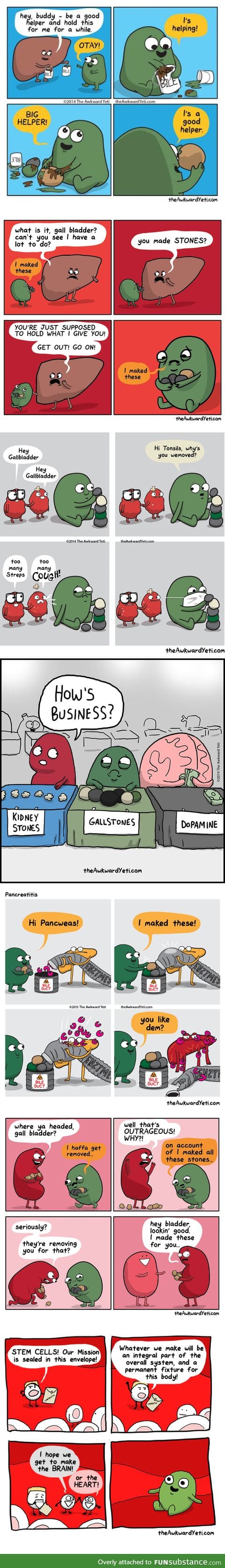 The Story of Gallbladder