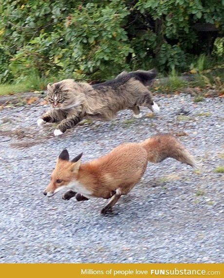 Norwegian forest cat chasing a fox