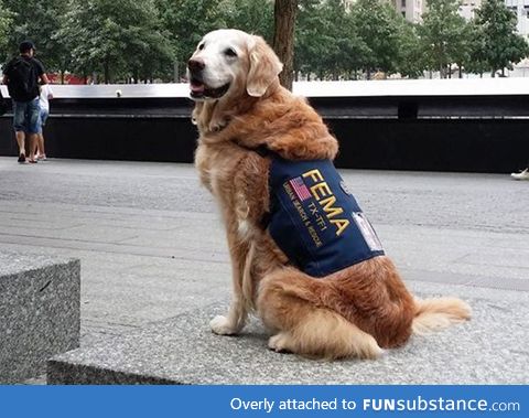Last Surviving 9/11 Rescue Dog. She's 15 now.