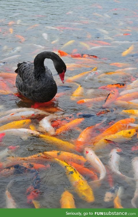 A Black Swan in a Koi Pond