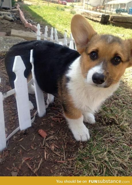 Corgi stuck in a fence