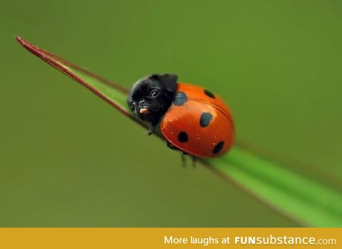 ladypug