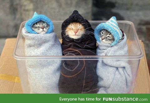 Day 64 of your daily dose of cute: Kitten burritos!!!