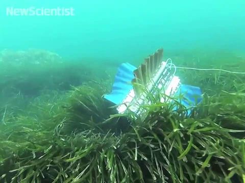 Four-finned robot swims like a cuttlefish
