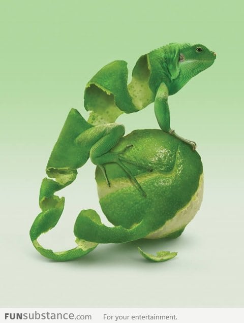 Lime Lizard