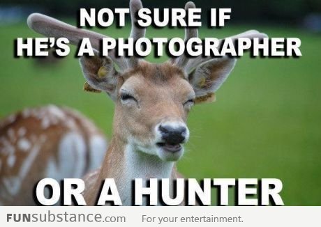 Not Sure Deer