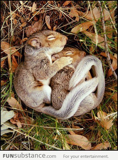 Cute Cuddling Squirrels