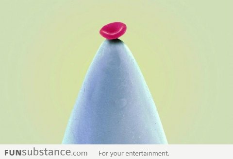 SEM image of a red blood cell at the end of a needle
