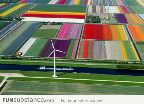 Tulip farms in the Netherlands