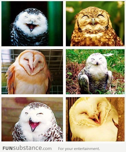 Happy owls