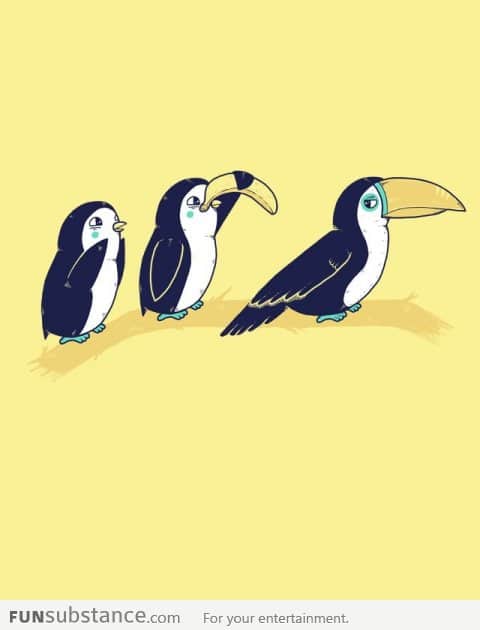 Penguins and Toucan