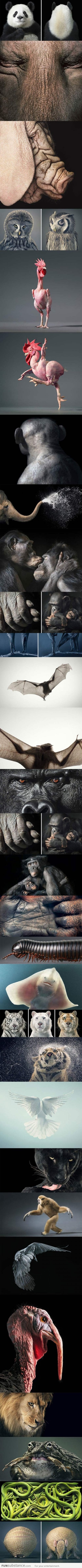 Amazing Animal Portraits by Tim Flach