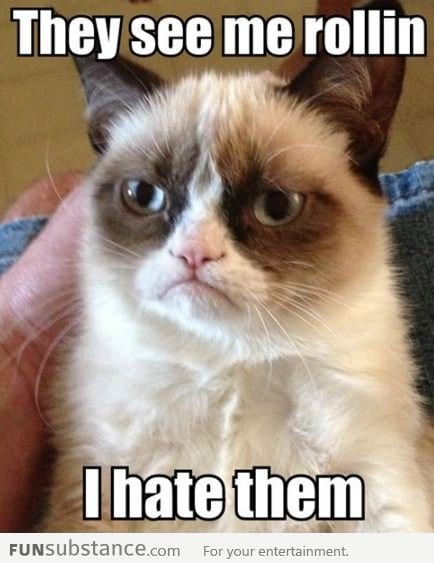 Grumpy cat is not amused